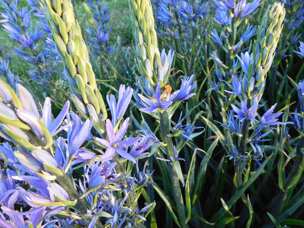 Camassia Leichtlinii