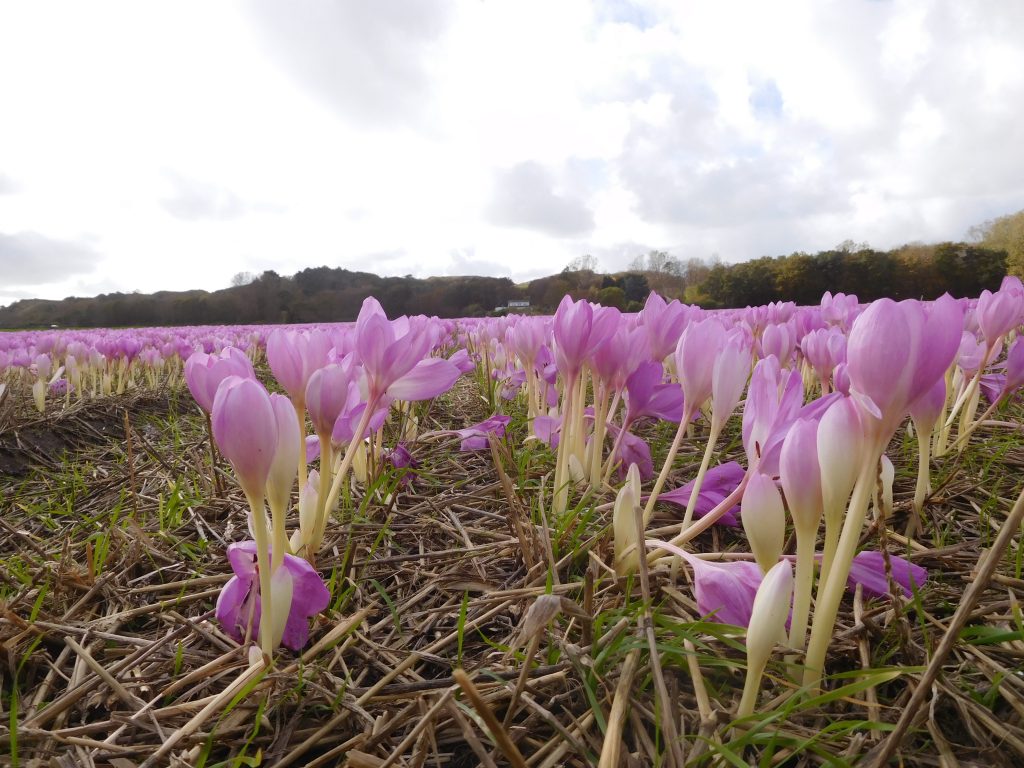 Colchicum `The Giant`