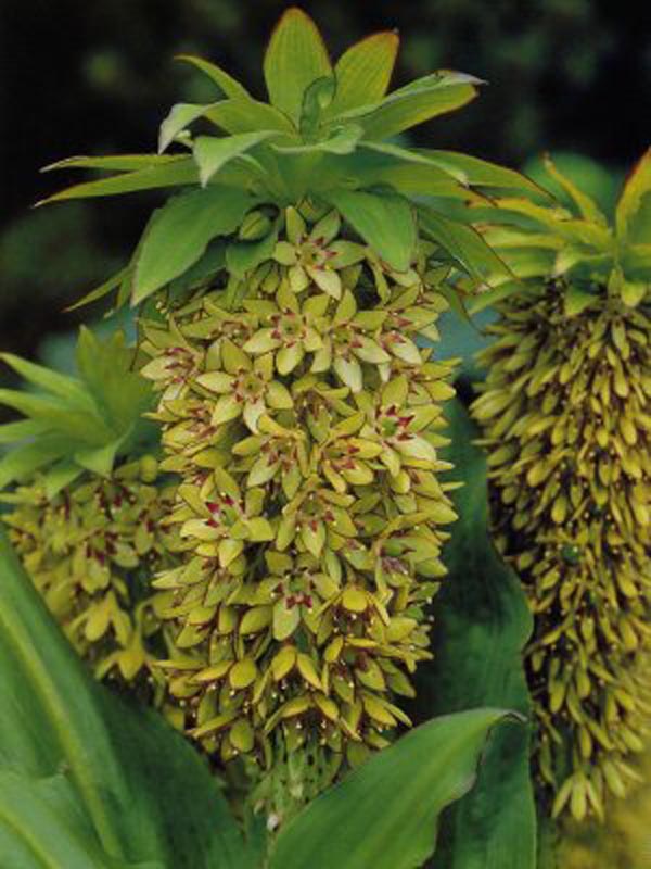 Eucomis bicolor