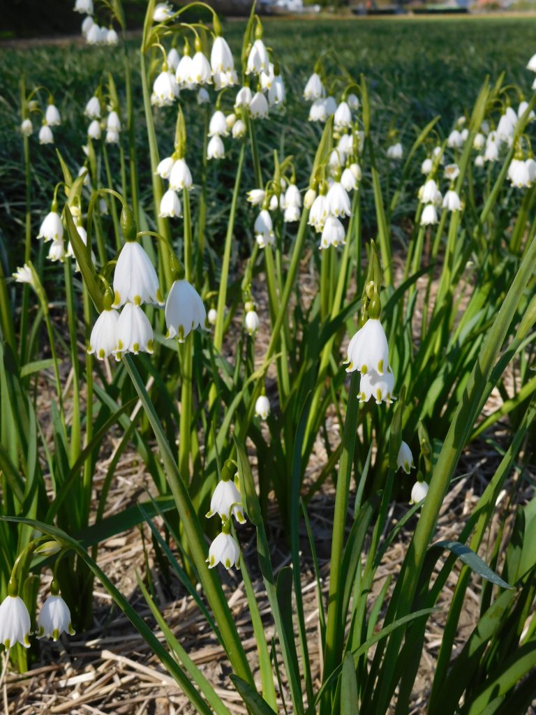 Leucojum Vernum (lenteklokjes)