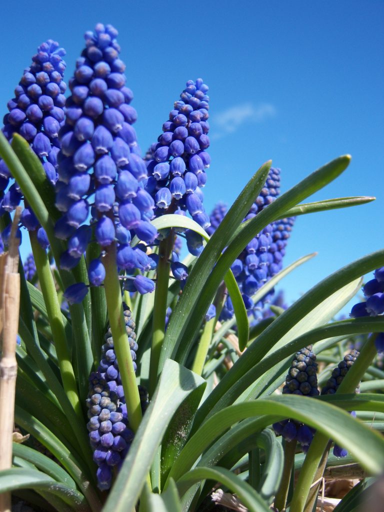 Muscari Armeniacum (blauw druifje)